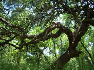 Photo of a huge Live Oak tree on the Salado Park Greenway.
