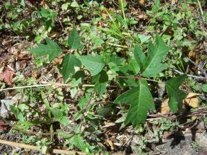 Photo of Poison Ivy.
