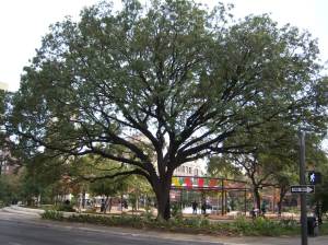 Photo of Legacy Oak on Main Plaza